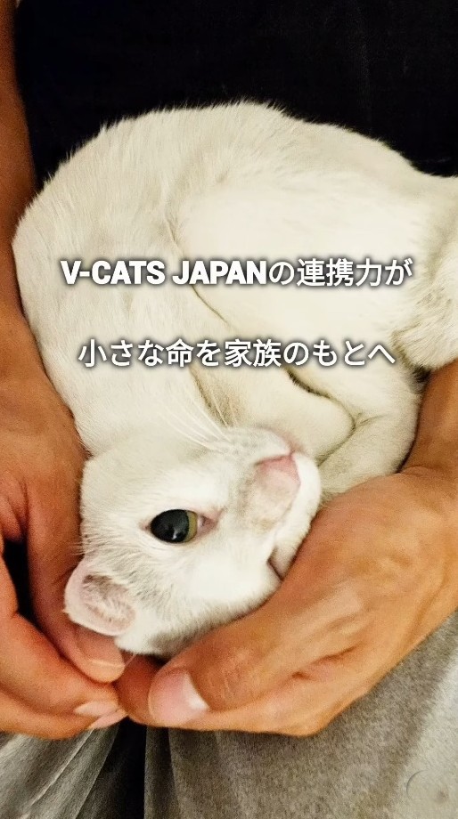 しろちゃんが無事に家族のもとへ（「つかねこ動物愛護環境福祉事業部」さん提供、Instagramよりキャプチャ撮影）