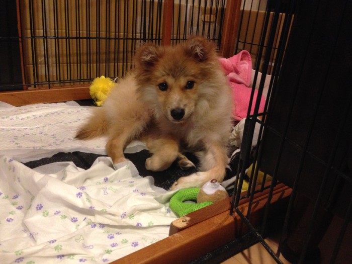 不安そうな子犬時代