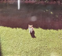 ちょこんと座っています（グミちゃんFamilyさん提供）