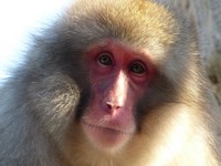 上野動物園の「サル山」で最も順位の高いオスのカジキ。オトコマエ！？（公財・東京動物園協会提供）