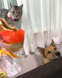 カレーパンを狙うこたろうくんとあんずちゃん