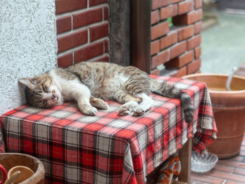 一日中寝ている日もあれば、３、４日も姿を見せないこともある