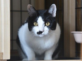 予測不能な若い猫たちの遊び　心配だけど、家族の笑顔のもと