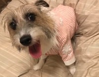 苦いスプレーをかけたテーブルの脚を、嫌な顔をしながら噛んでいたジャックラッセルテリアの女の子、あかねちゃん（提供：中野あしほさん @Asihotumiushi）