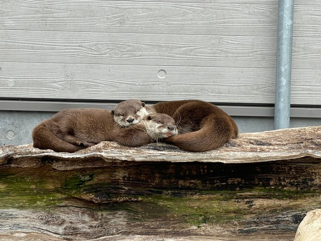 顔が上なのがタルトさん。下がスミレさん　写真提供：周南市徳山動物園