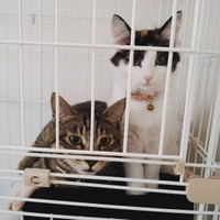 「おそうじ早く終わらないかな～」と見つめる