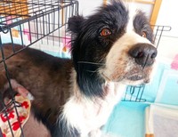 レスキュー時のレイ。痩せほそり、全身が皮膚病でただれていました