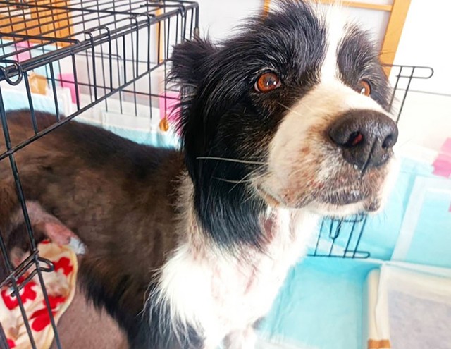 レスキュー時のレイ。痩せほそり、全身が皮膚病でただれていました