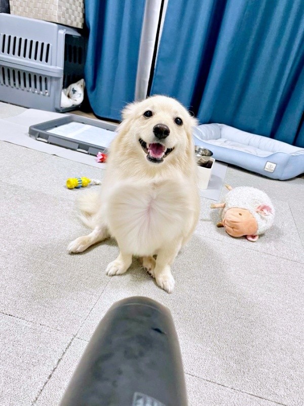 「とろろも！」 ドライヤーの風を受けるとろろくん（画像提供：ポメックスのとろろくん）