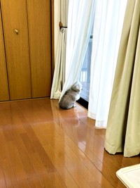 窓辺にたたずみ外を眺めるココちゃん（画像提供：ハルくん）