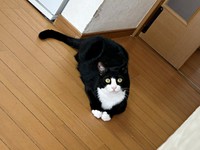 飼い主さんをじっと見つめるめいちゃん。ゴールドの瞳が素敵です（画像提供：奈神さん）