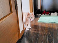 飼い主さんのお出かけを察して目を覚ましたボアくん（画像提供：sachiさん）