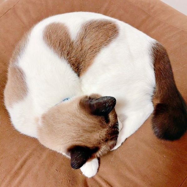 丸まって眠る猫の体にくっきり“極上ハート” 完璧な形に10万いいね