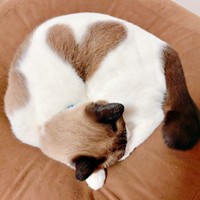 2025年冬、初のハートを披露してくれたぽんちゃん（画像提供：マミ太郎さん）