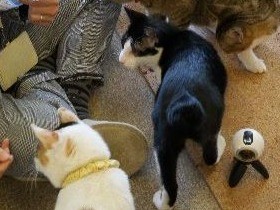 リアルな猫目線動画！　噂のＶＲカメラで、猫を撮影してみた