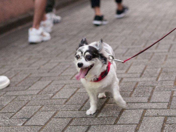 「いっぱい人が歩いてる。ちょっと緊張しちゃうわ」（小林写函撮影）