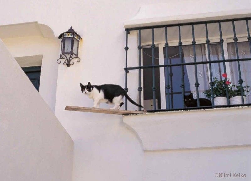 ３月：スペイン（ミハス）／白い町として知られるミハスで、壁に猫の足跡を見つけた。そこへ、ワンボックスカーでキャットフードを配達する人が。週に一度 20kg 届けているという。労をねぎらうかのように家の中から猫が出迎えた