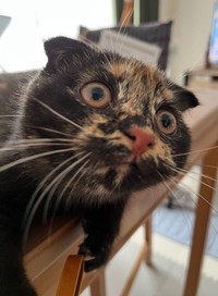 キョトン顔が愛くるしい子猫期