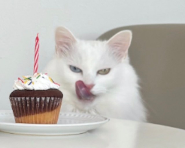 マフィアのドン役、くうちゃん（画像提供：くうねる さん）