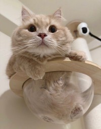 キャットタワーの透明ボウルにおさまってくつろぐつきみくん（画像提供：つきみねこさん）