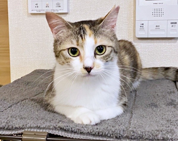 トライアルのため迎えられたネネちゃん（画像提供：パステル三毛猫_ネネさん）