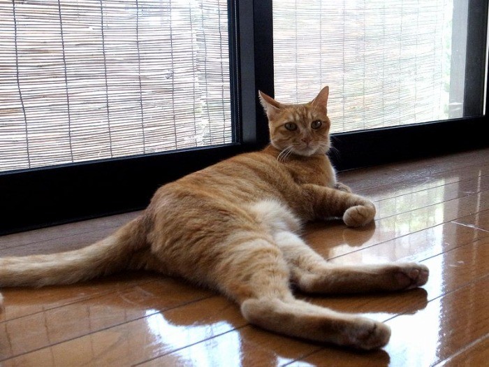 子どもは少し苦手なライト