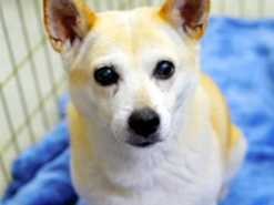 「正しい飼い方を学んで」　犬の殺処分ゼロの川崎市で公開講座