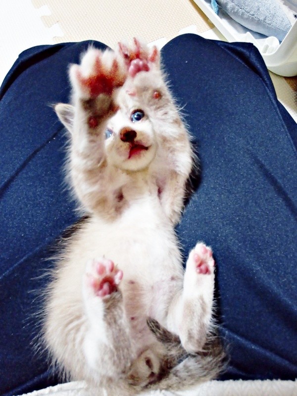 保護間もないころ、膝上で仰向けになる柱太郎くん（画像提供：ミキサーさん）