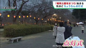開花はいつ？　仙台・榴岡公園で桜まつり始まる