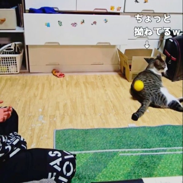 すねてそっぽを向いてしまったたいちょうくん（画像提供：井上 えりさん）