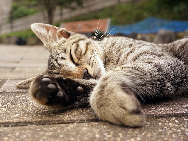 猫額大の土地