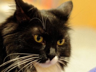 「猫カフェ」業務停止、６畳で６２匹飼育　不衛生な環境で飼育