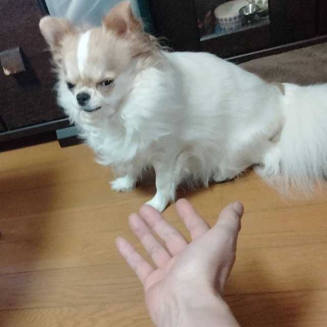 おやつないじゃん！（えちごやとちわわさん提供）