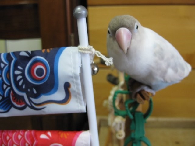 こいのぼりとチュン太（提供：花沢りん吉さん）