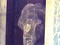 映画監督 犬童一心と猫（４） 象のはな子のこと