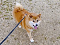 散歩中のコンソメくん（画像提供：ポメ柴コンソメ 3歳さん）