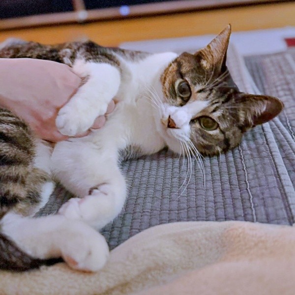 お迎えから1カ月、なでなでしてもらうルナちゃん（画像提供：yuさん）