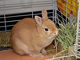 うさぎの体の不思議　こんなにある品種