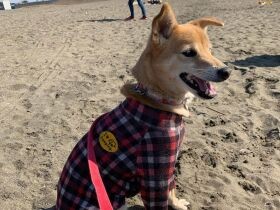 友達が水遊びしてる～　行きたくてうずうずしいてる琉球犬MIX「こすず」