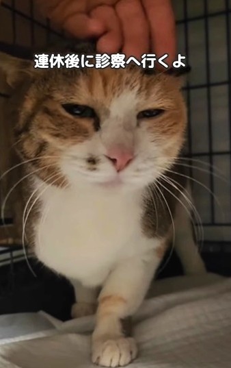 実は甘えん坊なんです（「もふっこひだ」さん提供、Instagramよりキャプチャ撮影）