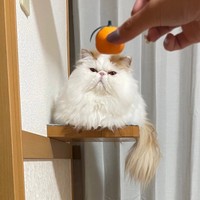 遠くからみかんのおもちゃを重ねて見ると…鏡餅のようなもけちゃん（画像提供：もけもけ@エキゾチックロングヘアさん）