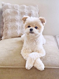 いたずら後とは思えない落ち着いたちくわくん（画像提供：ちくわ君 シーポメさん）