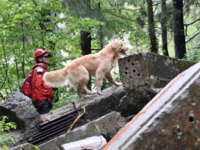 災害救助犬と出動 においの動きが見える瞬間、鳥肌が立つ | 「犬や猫と