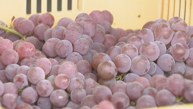 多度津町などから入荷したデラウェア　さぬきワイナリー