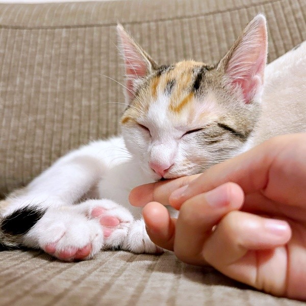 家族の一員になった元保護猫・みりんちゃん（画像提供：ユーヤンさん）