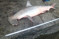 瀬戸内海にサメ   香川・与島沖で捕獲