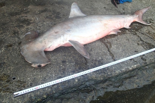 瀬戸内海にサメ   香川・与島沖で捕獲