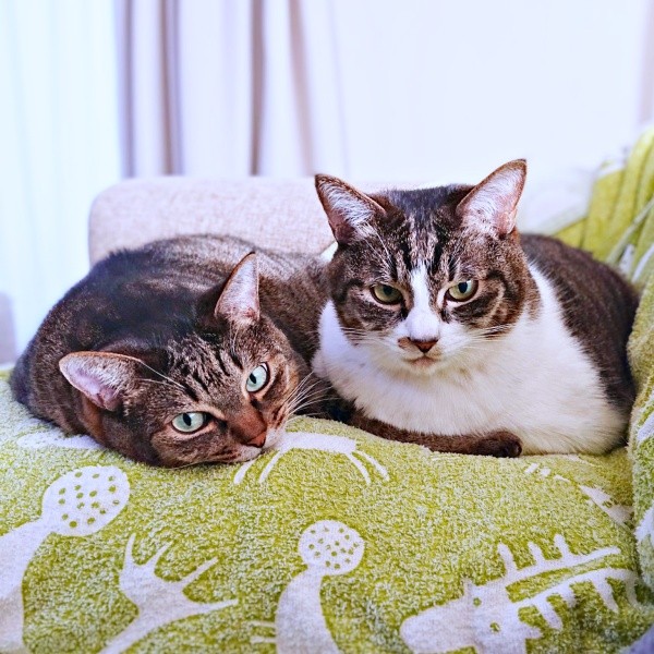 ソファでくつろぐ（左から）妹・かまどちゃん、姉・ななちゃん（画像提供：たまご@猫とごはんさん）