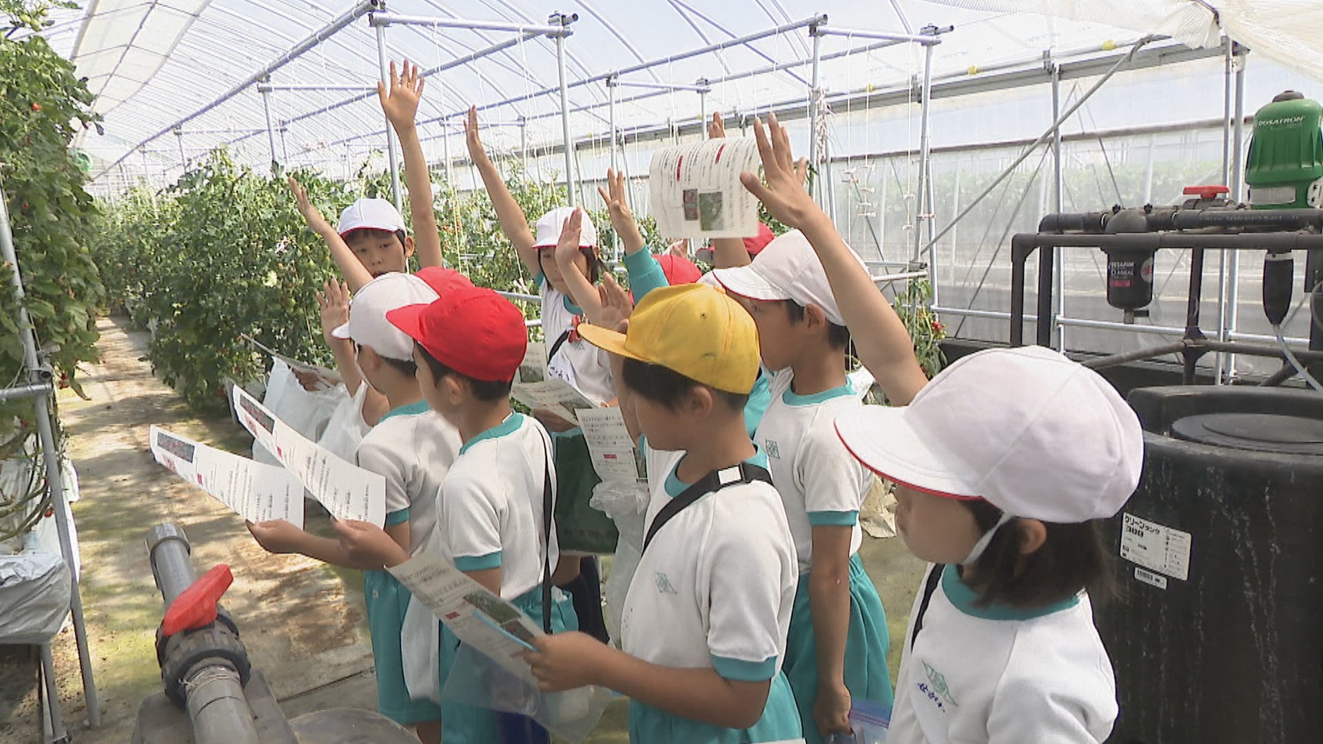 小学生が農業大学校でミニトマトとイチゴの収穫体験 学生が考えた