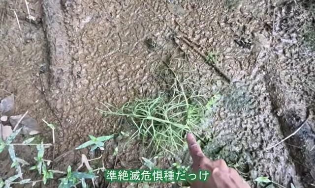 準絶滅危惧種に指定されているヒメミズワラビを発見／コミヤさん（@ariake538）提供